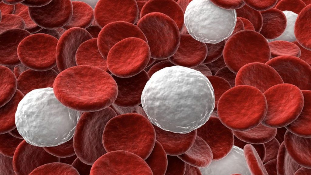 تحليل monocytes نتائج تحليل Monocytes مرتفع